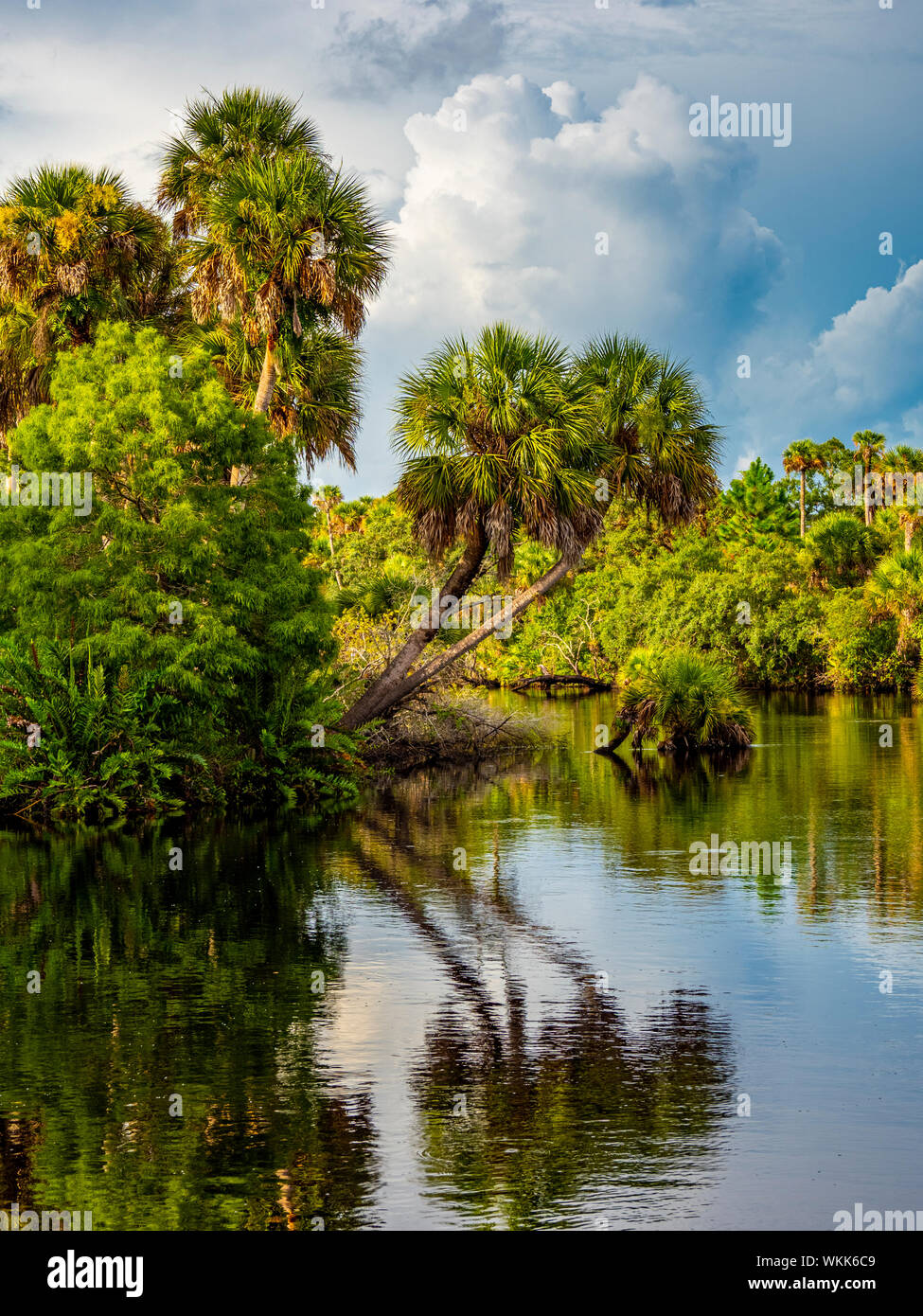 Le palme a strapiombo Myakka River in Florida Venezia Foto Stock