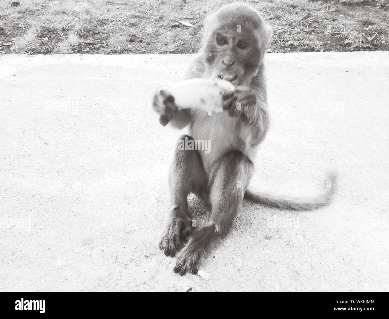Monkey mangiare fetta di cibo sulla strada Foto Stock