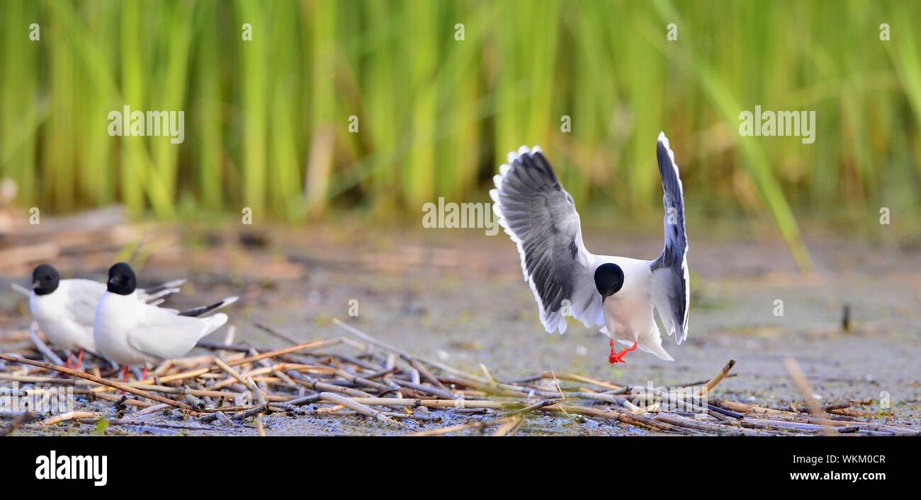 A testa nera (gabbiano Larus ridibundus) in volo sull'erba verde dello sfondo. Un flying seagull, guarda un po' come un angelo. Foto Stock