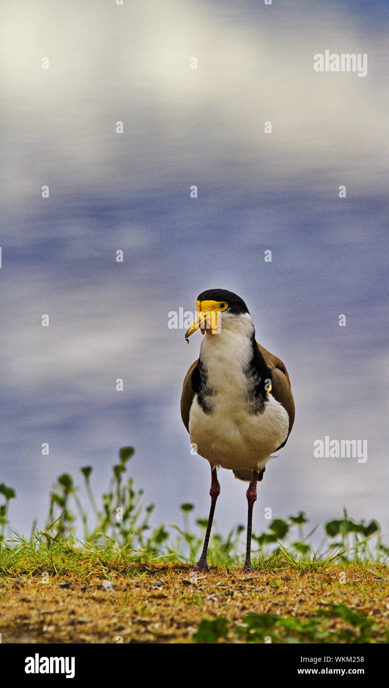 Facilmente riconoscibile pavoncella mascherata in Tasmania. Bird con giallo bargigli è nativo di Australia. Chiudere verticale con il cielo dietro. Foto Stock