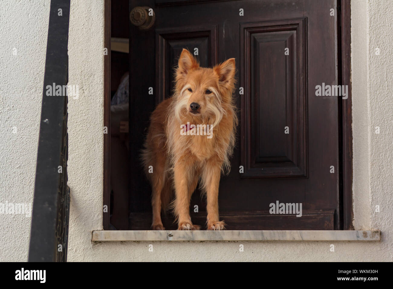 Cane a domicilio Foto Stock