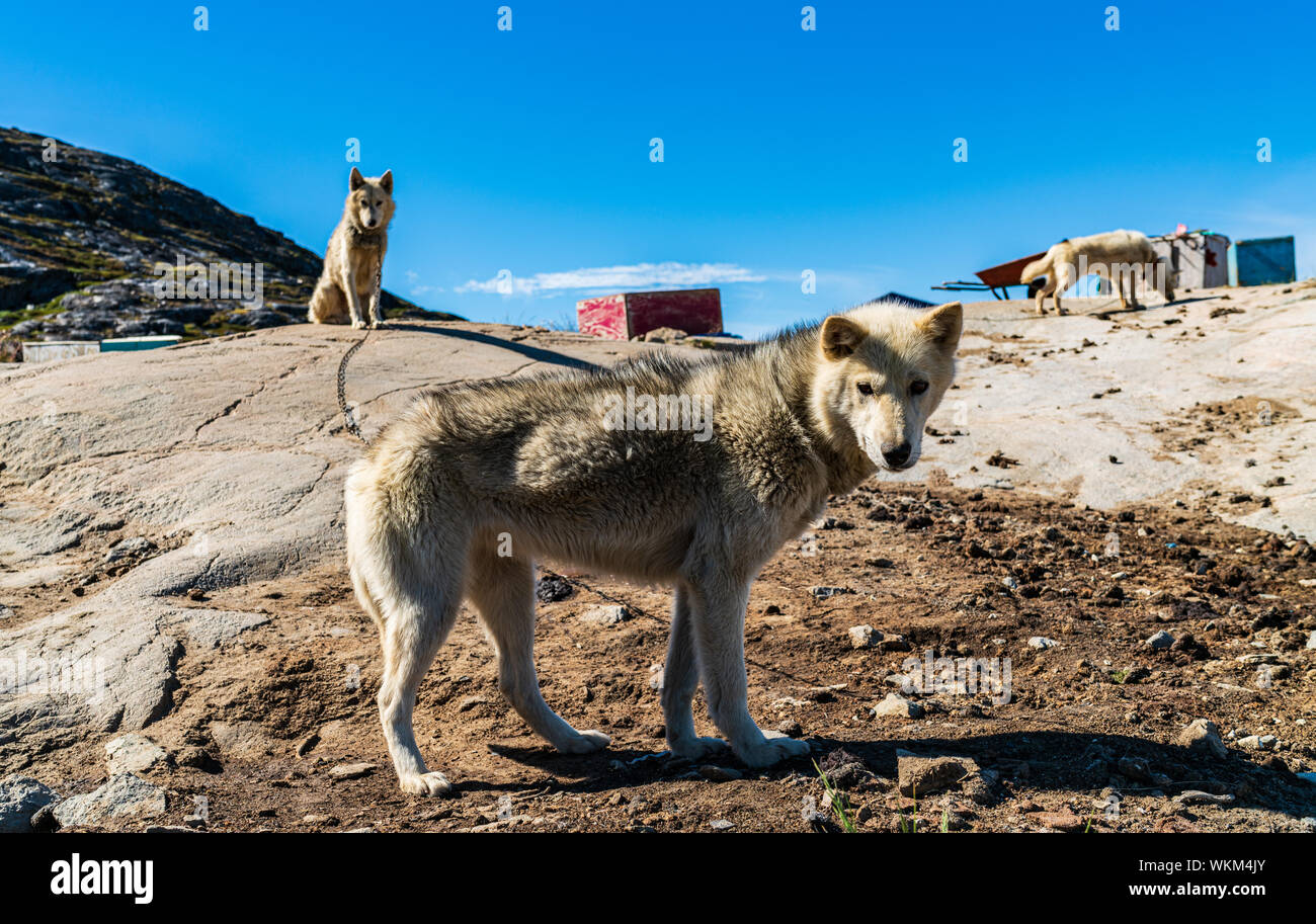 I cani della Groenlandia - husky Sled Dog ad Ilulissat in Groenlandia. Groenlandese slitta trainata da cani cane in estate natura paesaggio in Groenlandia. Foto Stock