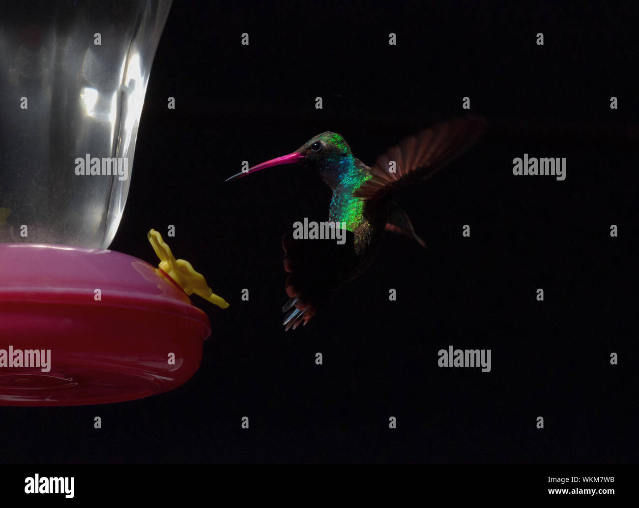 Antenna grazioso movimento di arresto della hummingbird piomba fino alla sua Arizona alimentatore di nettare contro elegante sfondo nero Foto Stock
