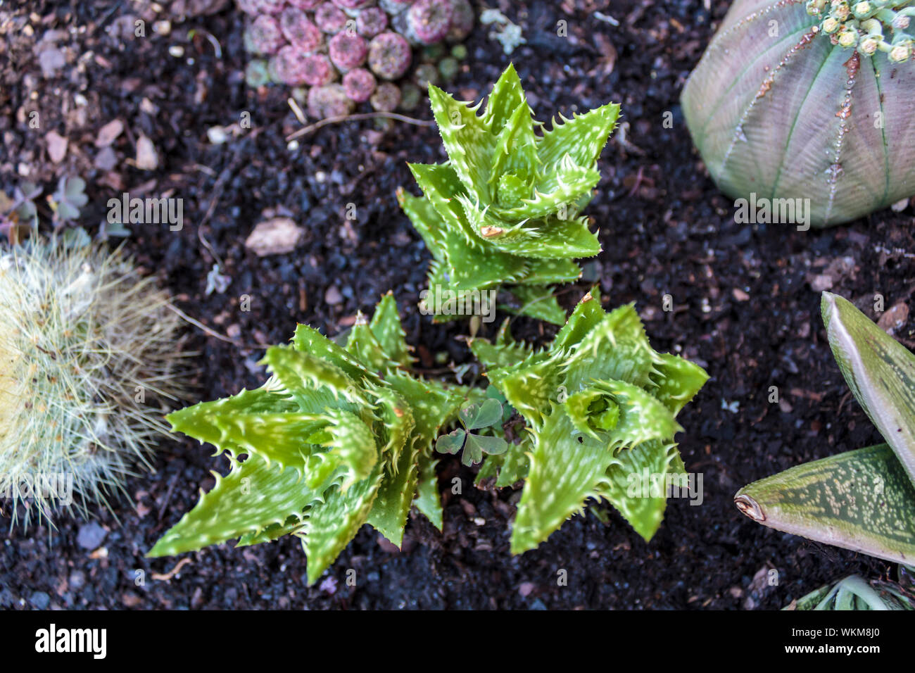 Aloe juvenna impianto Foto Stock
