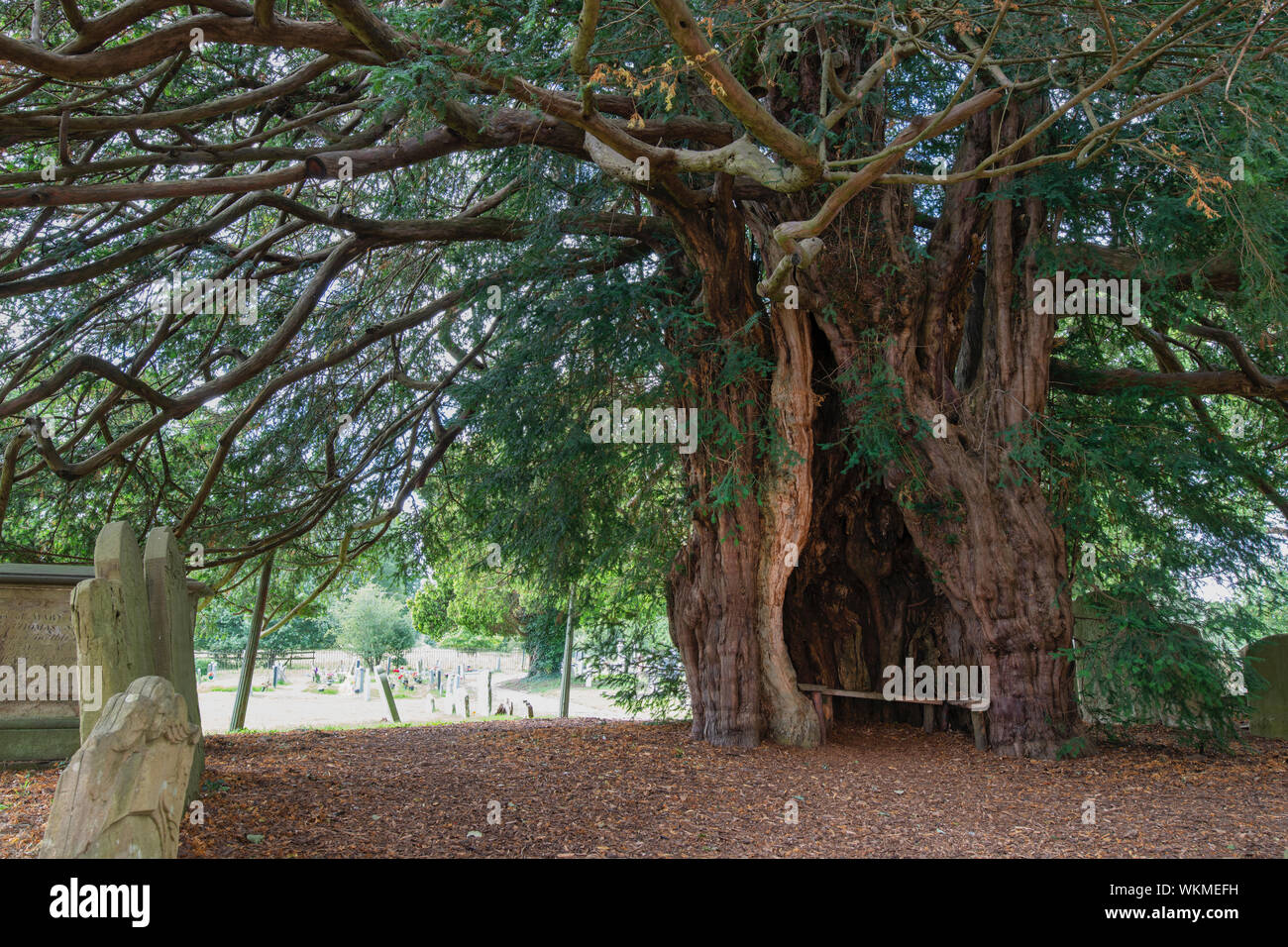 Antico albero di Yew nel sagrato della chiesa di San Bartolomeo chiesa, molto Marcle, Herefordshire, Inghilterra Foto Stock