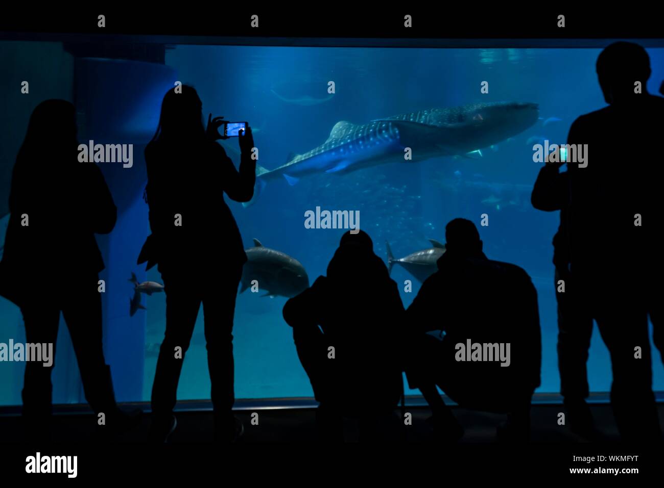 Sagome dei visitatori di fronte un grande acquario con pesci di mare, grande squalo balena (Rhincodon typus) nuoto da, Osaka Acquario Kaiyukan di Osaka Foto Stock