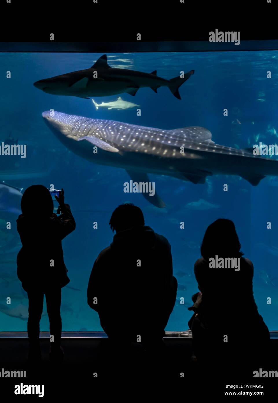 Sagome dei visitatori di fronte un grande acquario con pesci, grande squalo balena (Rhincodon typus) nuoto da, Osaka Acquario Kaiyukan, Osaka, Giappone Foto Stock