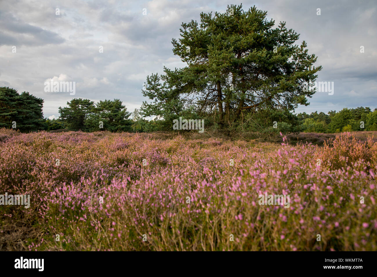 Il Westruper Heide, nel parco naturale di Hohe Mark Westmünsterland, vicino a Haltern, heather blossom, Germania Foto Stock
