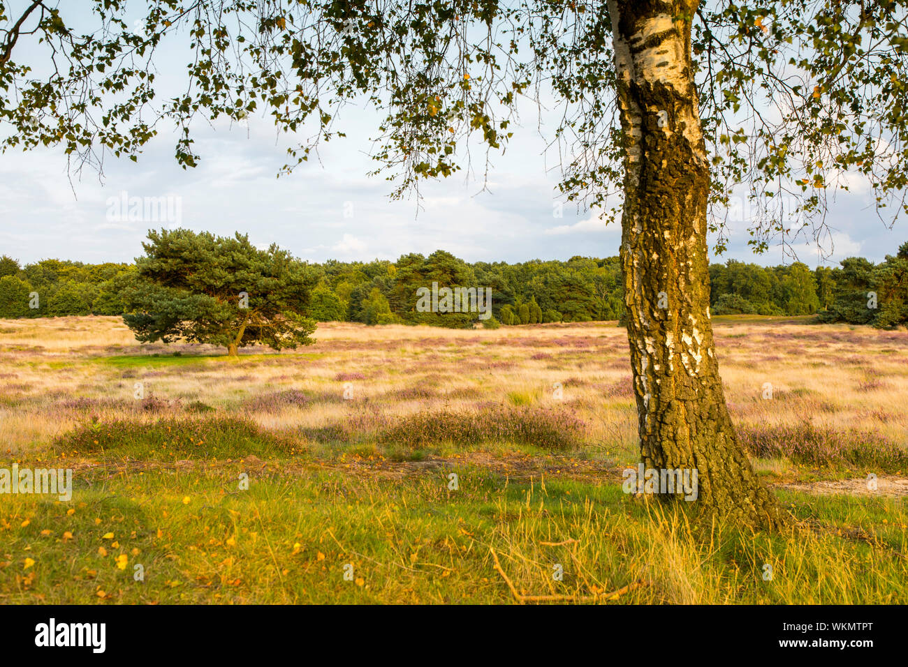 Il Westruper Heide, nel parco naturale di Hohe Mark Westmünsterland, vicino a Haltern, Heather blossom, Germania Foto Stock