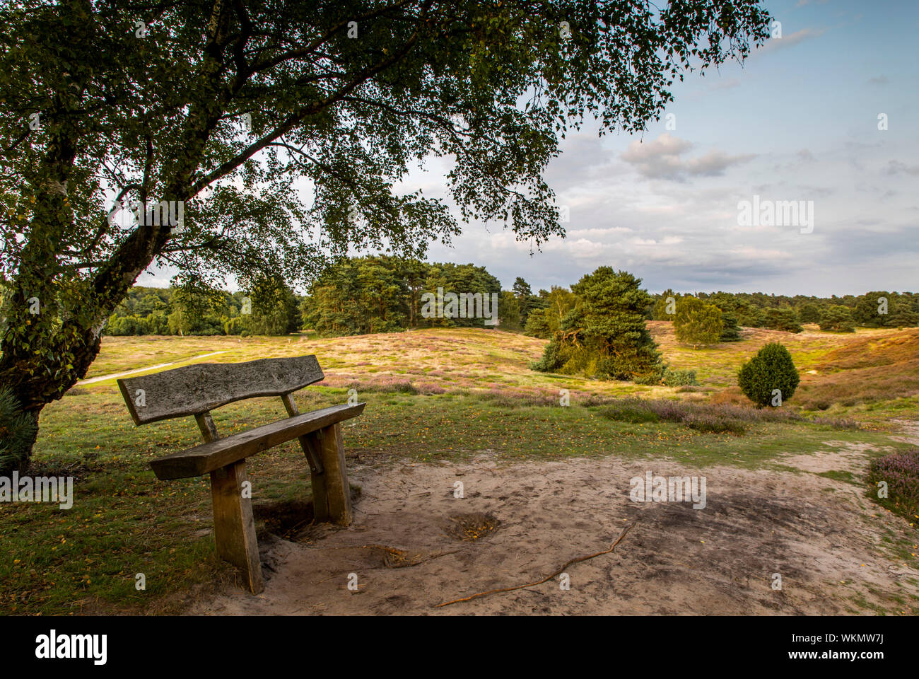 Il Westruper Heide, nel parco naturale di Hohe Mark Westmünsterland, vicino a Haltern, Heather blossom, Germania Foto Stock