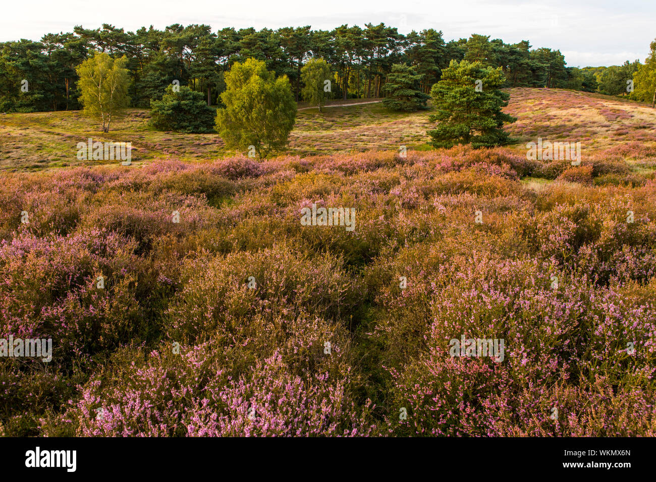 Il Westruper Heide, nel parco naturale di Hohe Mark Westmünsterland, vicino a Haltern, Heather blossom, Germania Foto Stock