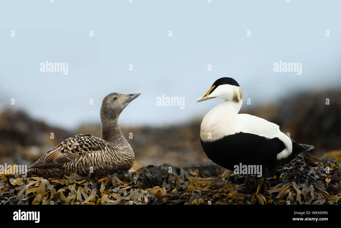 Close-up di una femmina e maschio eiders comune nelle alghe, Islanda. Foto Stock