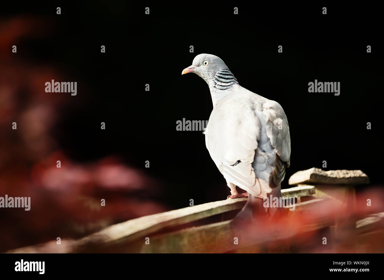 In prossimità di un comune il Colombaccio ( Columba palumbus) seduto su una staccionata in legno nel giardino su sfondo nero, UK. Foto Stock