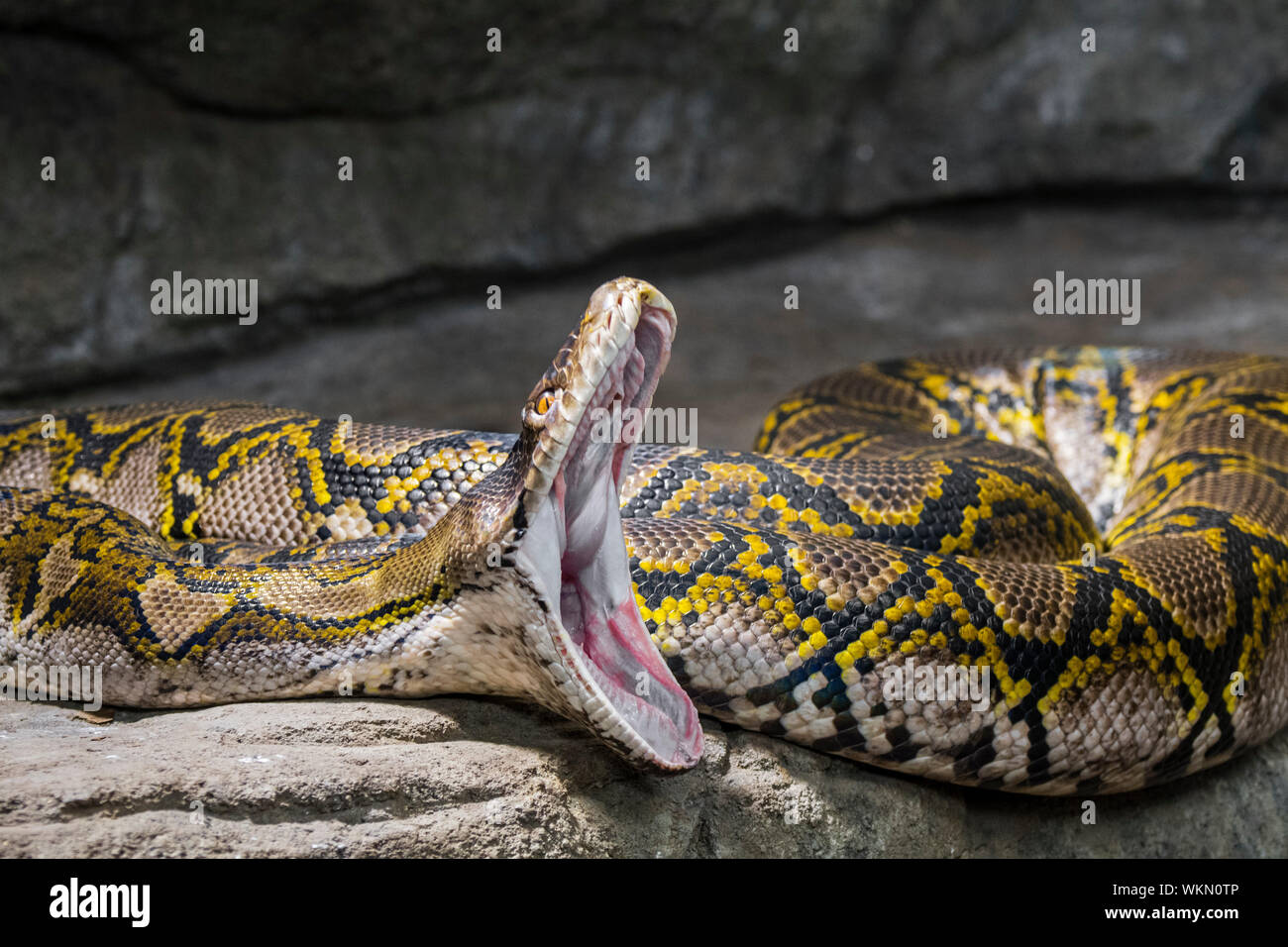 Pitone reticolato (Malayopython reticulatus / Python reticulatus) nonvenomous constrictor snake nativi a sud / sud-est asiatico con ampia bocca aperta Foto Stock
