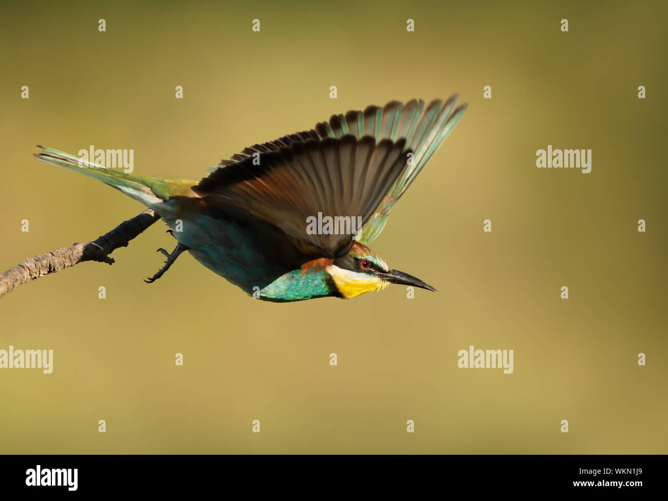 Close up di un Europeo Gruccione (Merops apiaster) in volo. Foto Stock