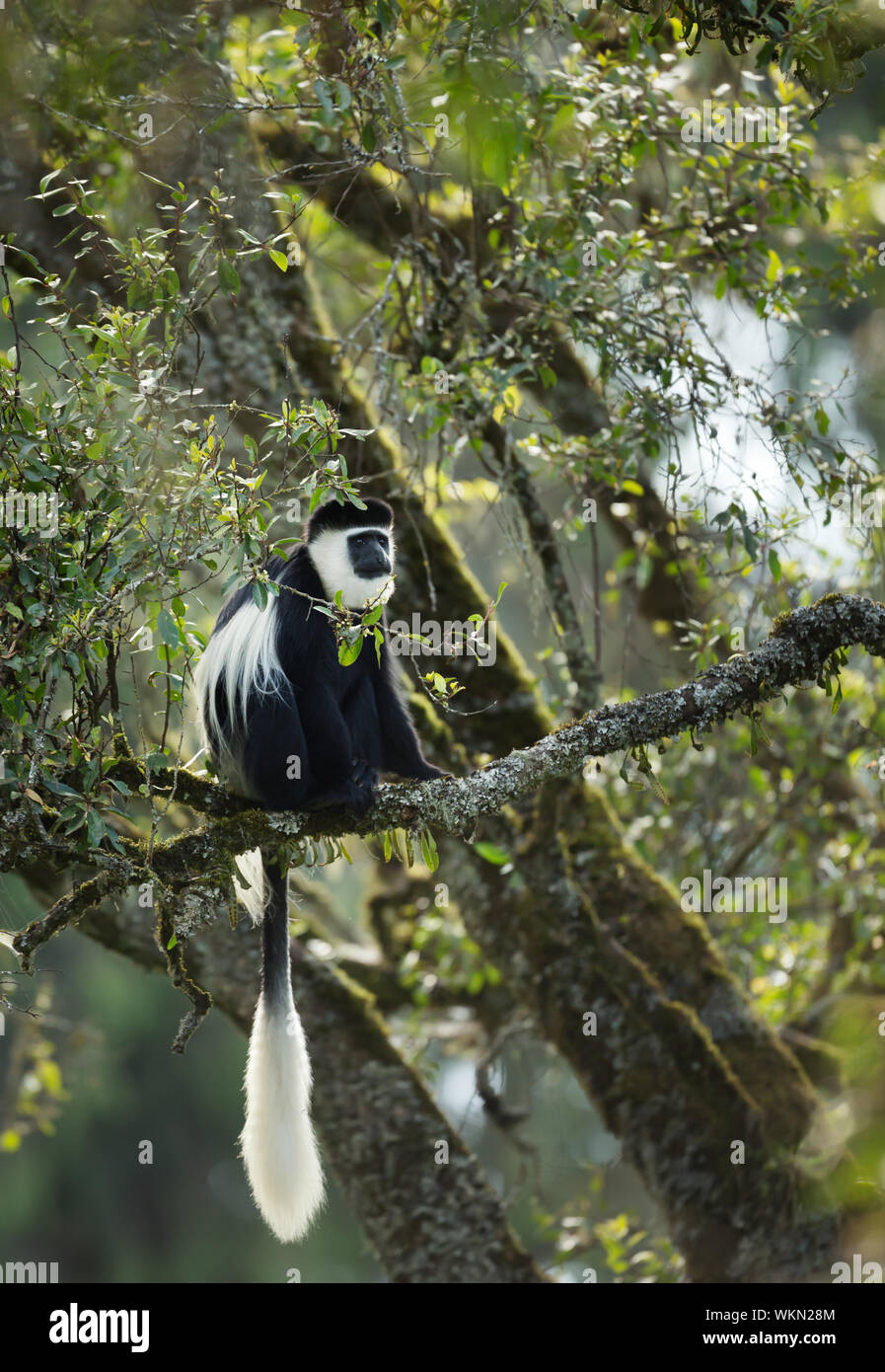 Mantled (guereza Colobus guereza) scimmia nella foresta di Harenna. Bale Mountains National Park, Etiopia. Foto Stock