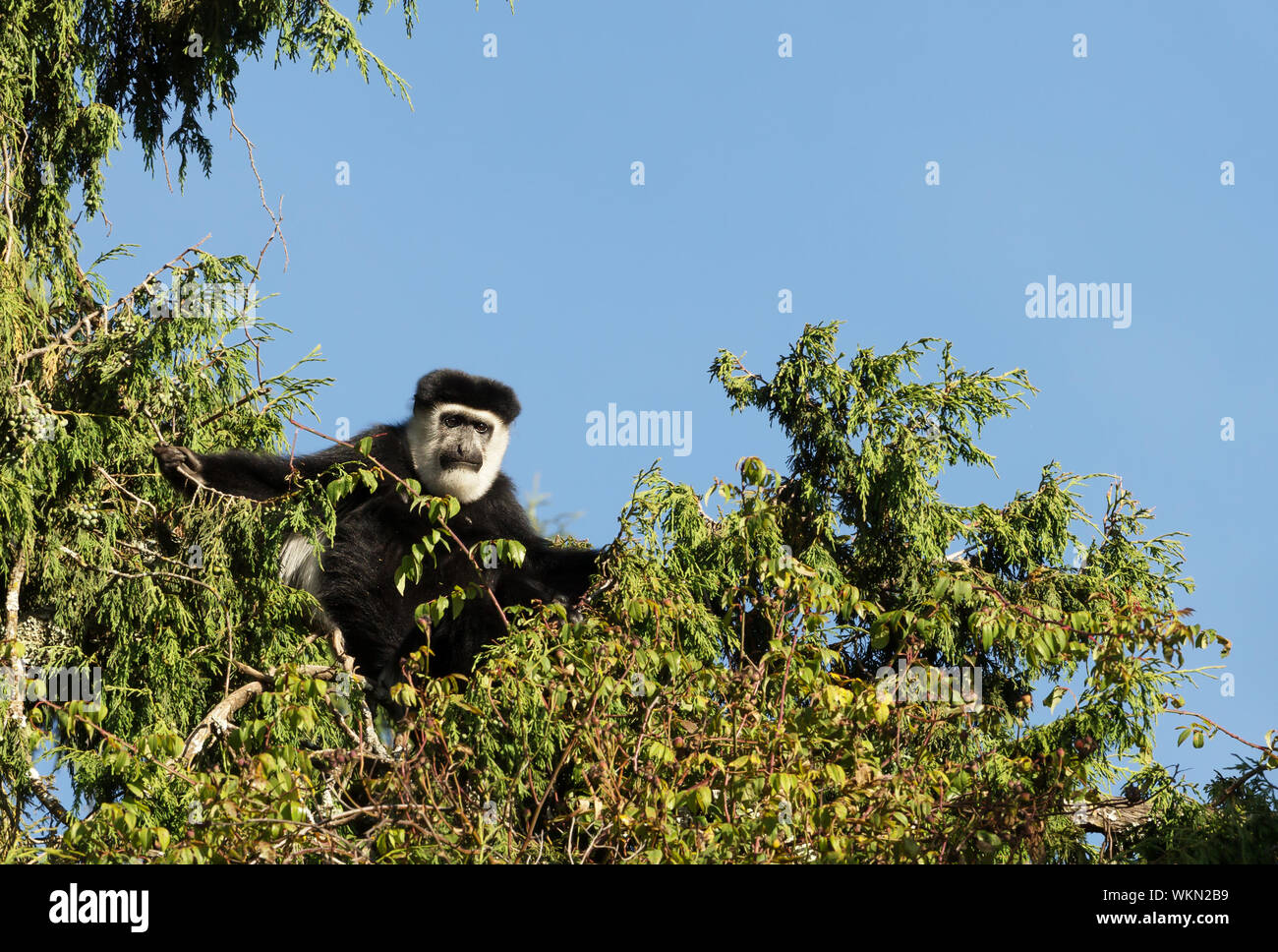 Mantled (guereza Colobus guereza) scimmia nella foresta di Harenna. Bale Mountains National Park, Etiopia. Foto Stock
