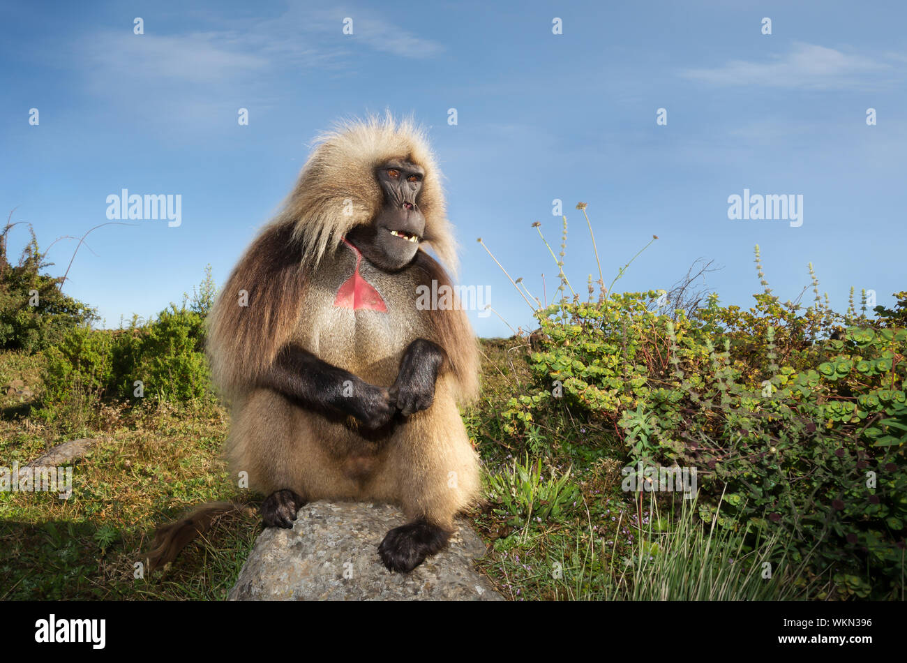 Close up di un maschio di scimmia Gelada (Theropithecus gelada) in Simien Mountains, Etiopia. Foto Stock