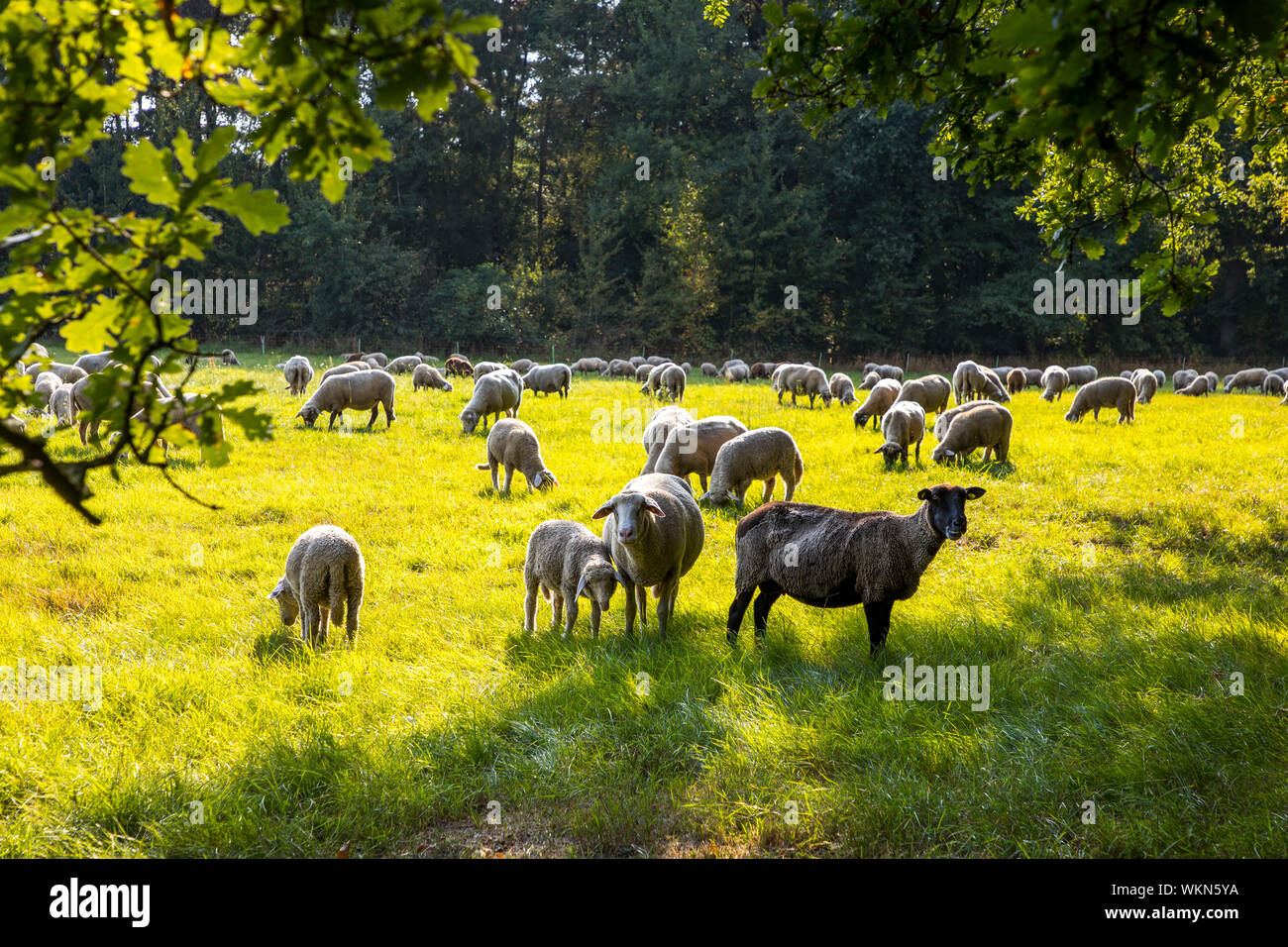 Dingder Heider in il parco naturale di Hohe Mark Westmünsterland, gregge di pecore in un pascolo, Germania Foto Stock