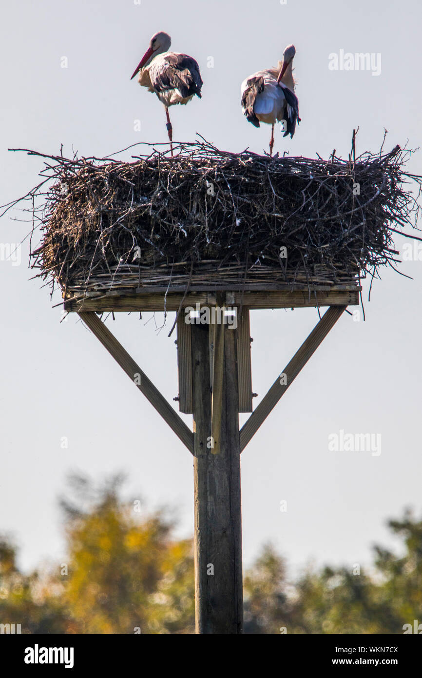 Il Steveraue vicino Olfen nel parco naturale di Hohe Mark Westmünsterland, Stork's Nest, Germania Foto Stock