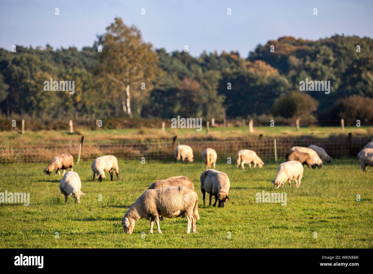 Dingder Heider in il parco naturale di Hohe Mark Westmünsterland, gregge di pecore in un pascolo, Germania Foto Stock
