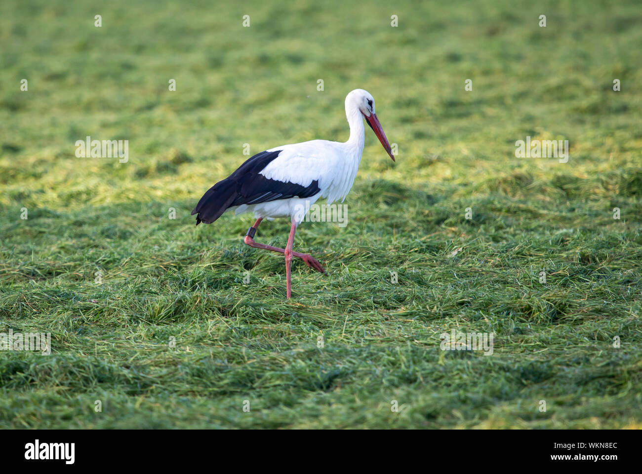 Dingder Heider in il parco naturale di Hohe Mark Westmünsterland, Stork su un pascolo, Germania Foto Stock