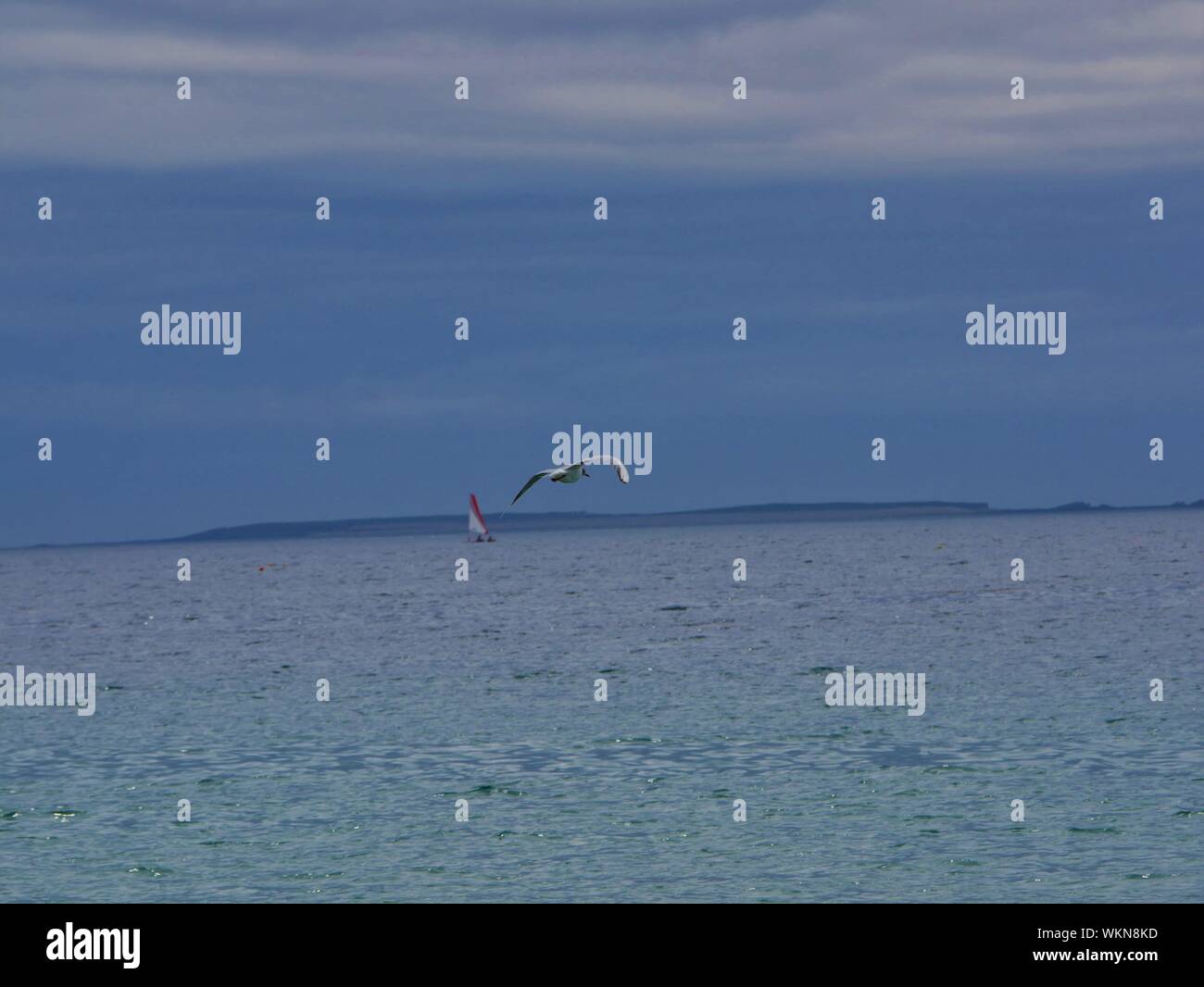 Mouette sur la plage de plouguerneau , les pâté dans l'eau qui prend son envol au dessus de la mer , océan atlantique Foto Stock