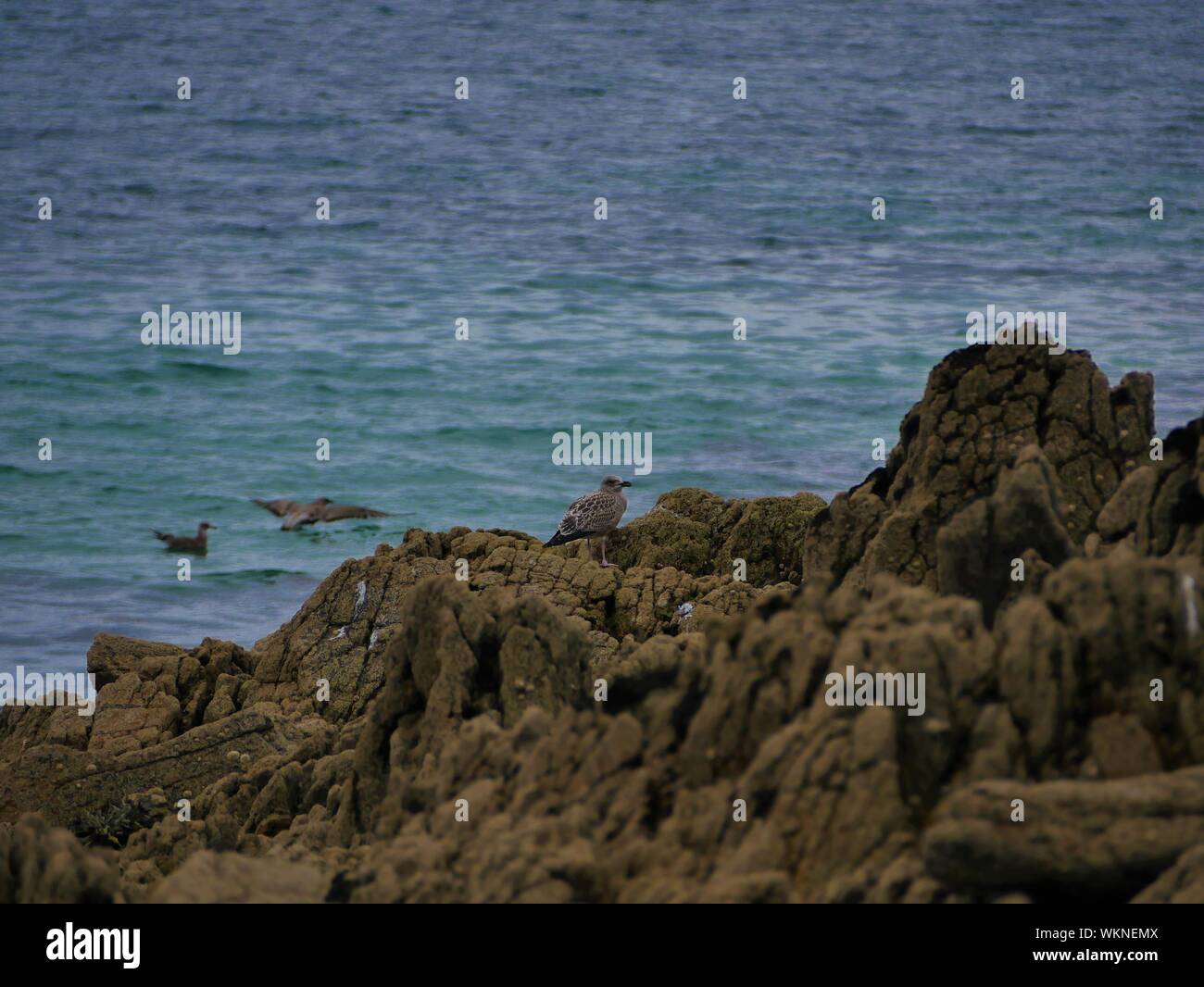 Une mouette marron posée sur onu rocher et deux autres se baignant dans l'océan , un la plage de plouguerneau , altantique , Bretagne Foto Stock
