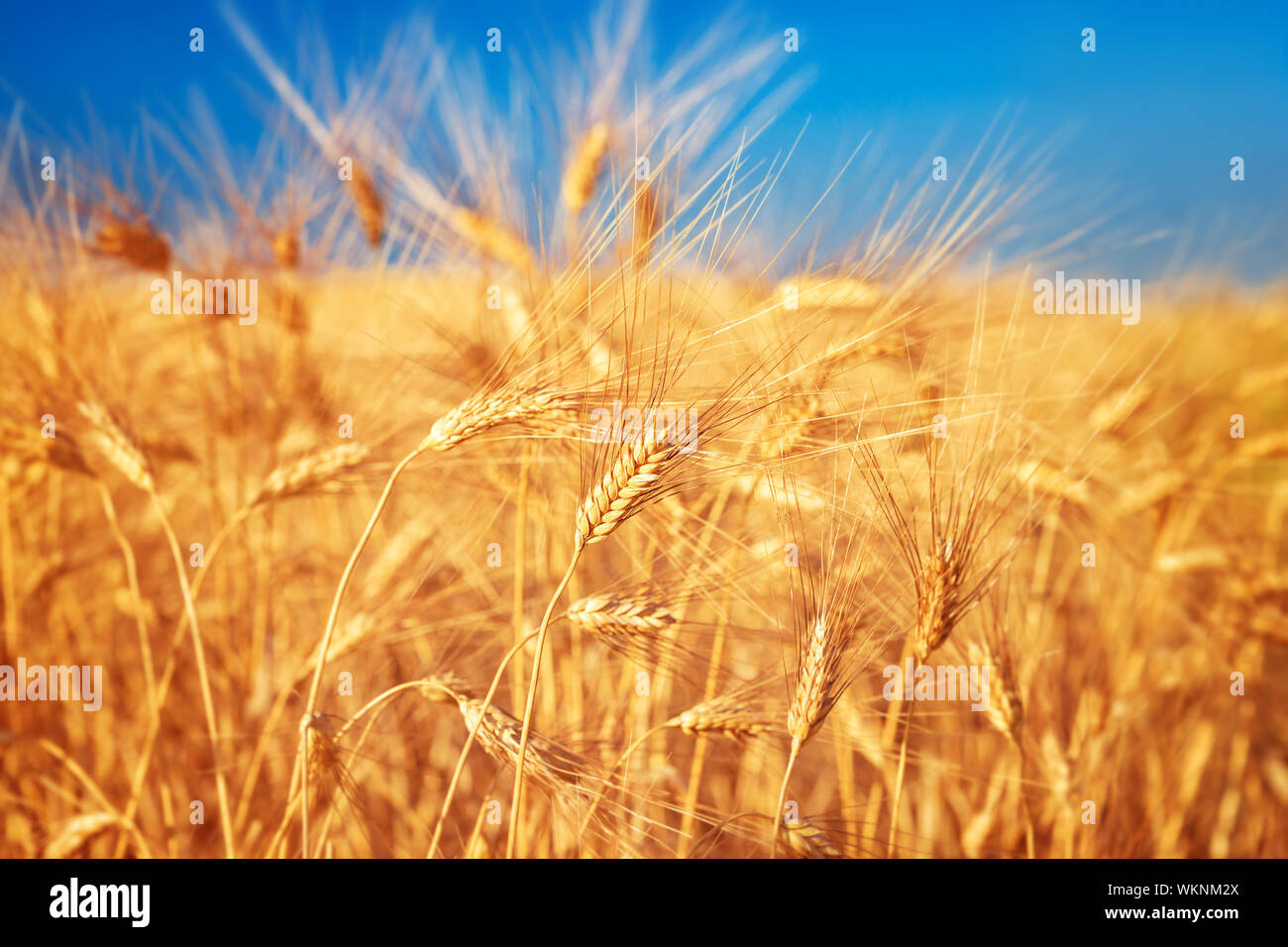 Campo di grano paesaggio Foto Stock