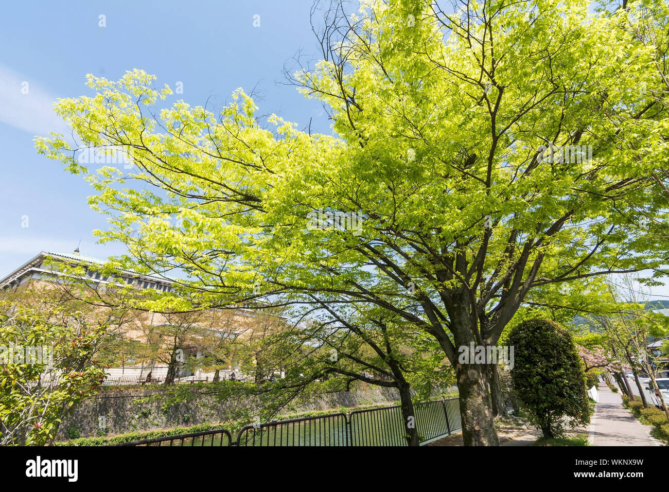 Verde smeraldo di ciliegi accanto al flusso accanto al Kyoto Municipal Museum of Art di Kyoto. Foto Stock
