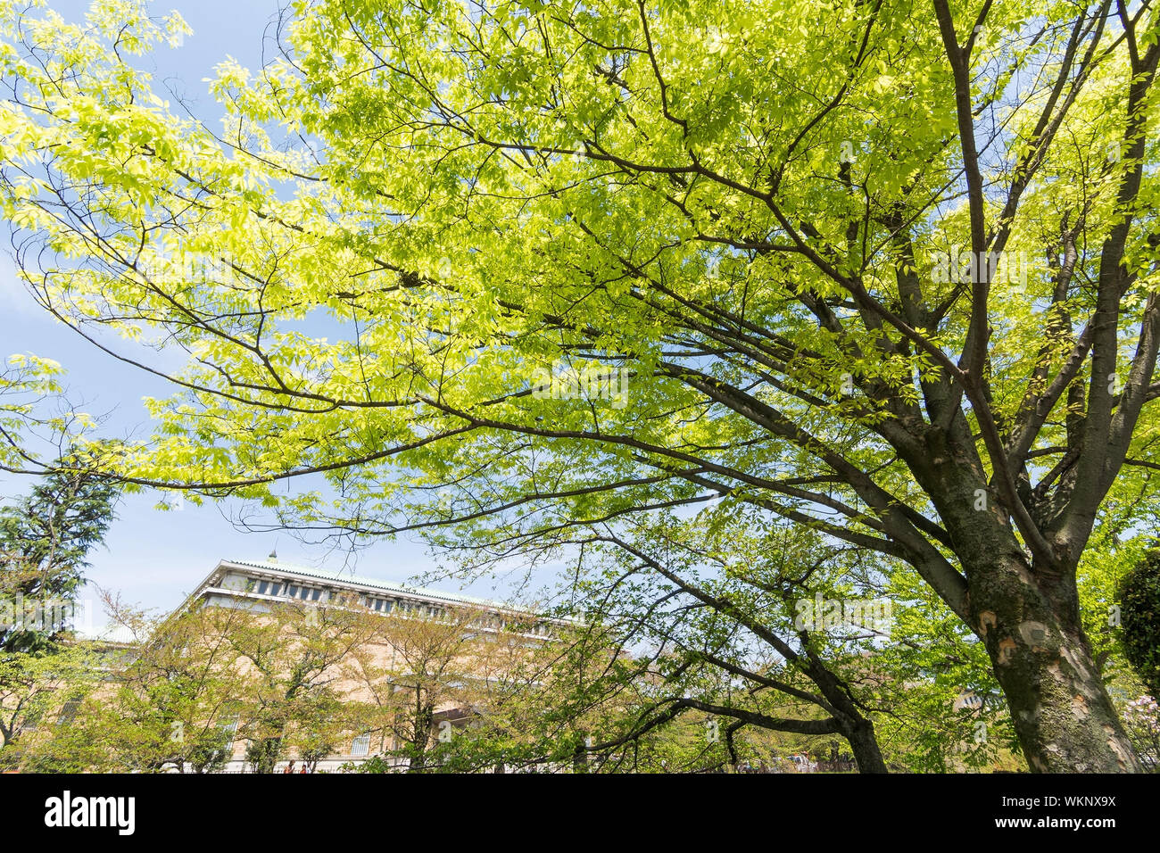 Verde smeraldo di ciliegi accanto al flusso accanto al Kyoto Municipal Museum of Art di Kyoto. Foto Stock