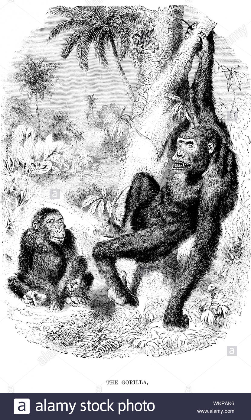 Gorilla illustrazione vintage dal 1880 Foto Stock