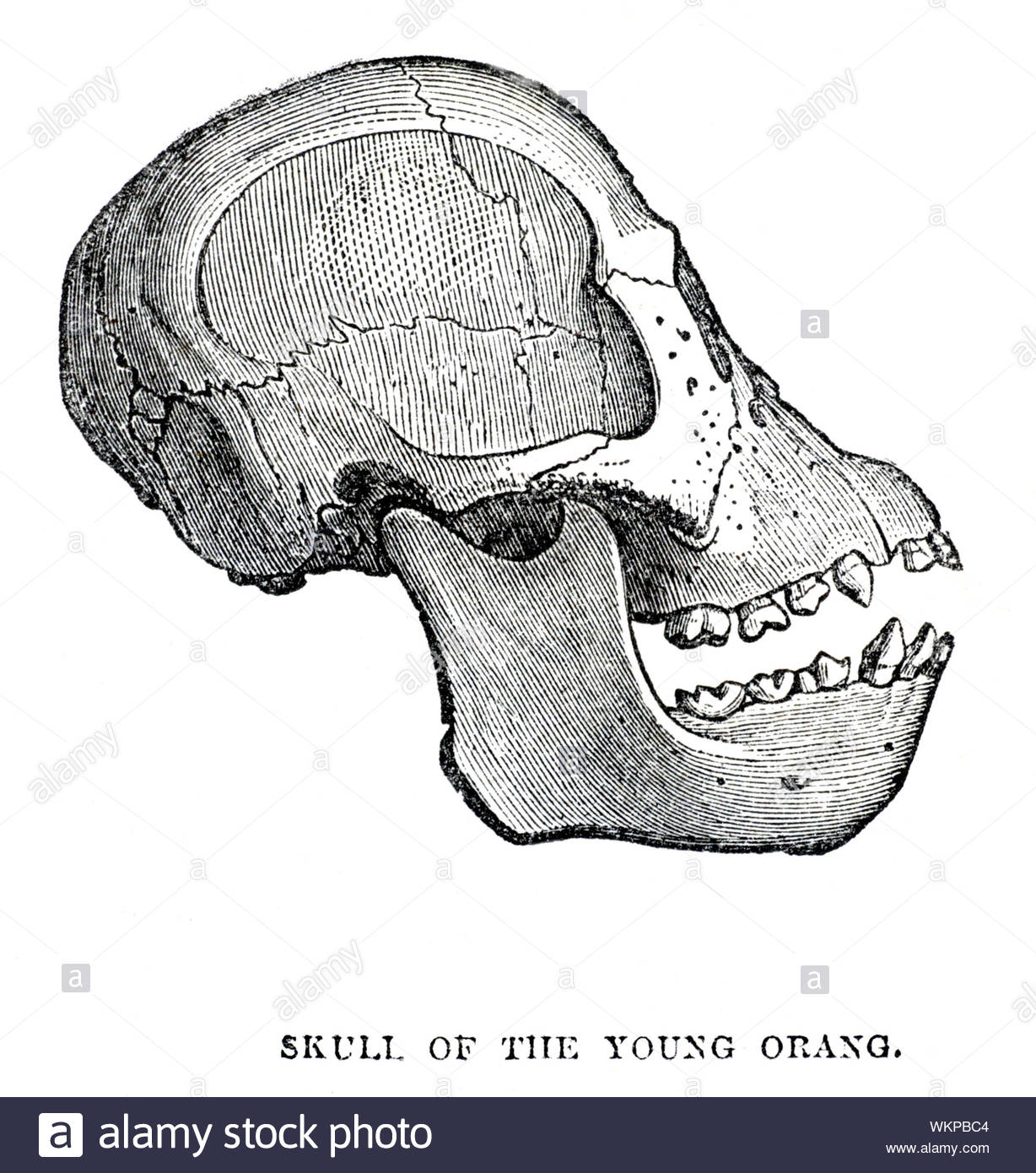 Cranio del giovane orangutan, illustrazione vintage 1884 Foto Stock