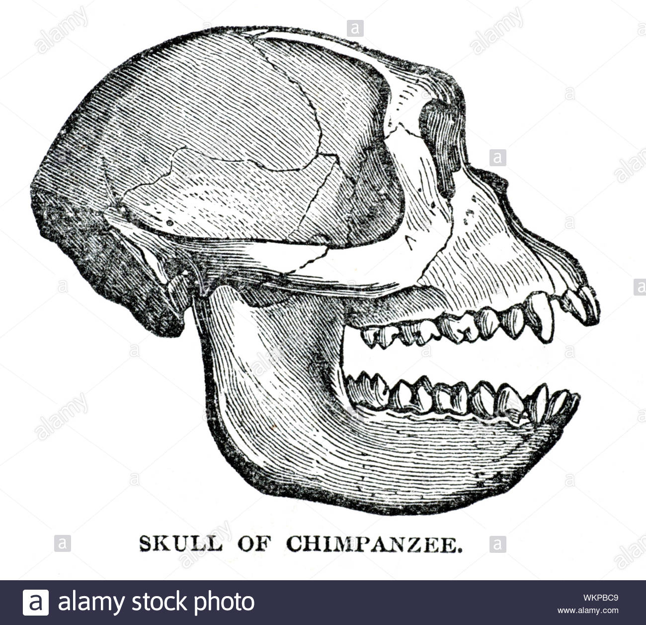 Cranio di scimpanzé, vintage illustrazione da 1884 Foto Stock