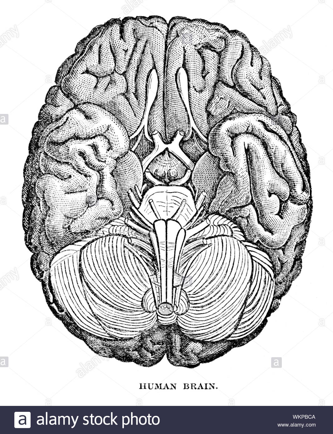 Cervello umano, vintage illustrazione da 1884 Foto Stock