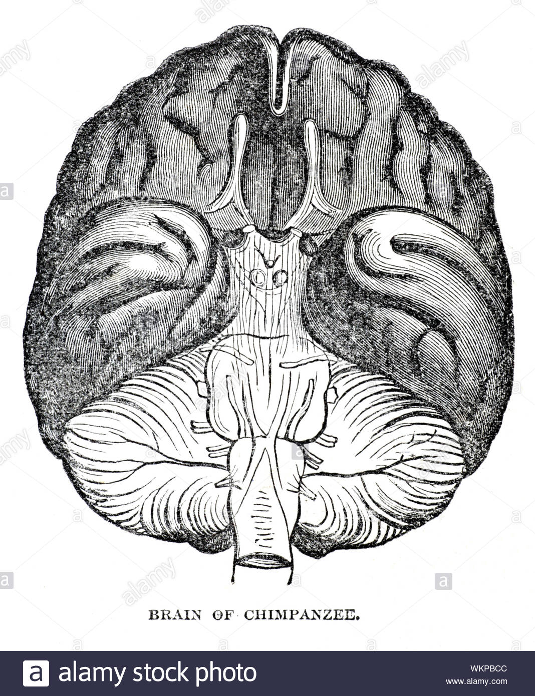 Cervello di scimpanzé, vintage illustrazione da 1884 Foto Stock