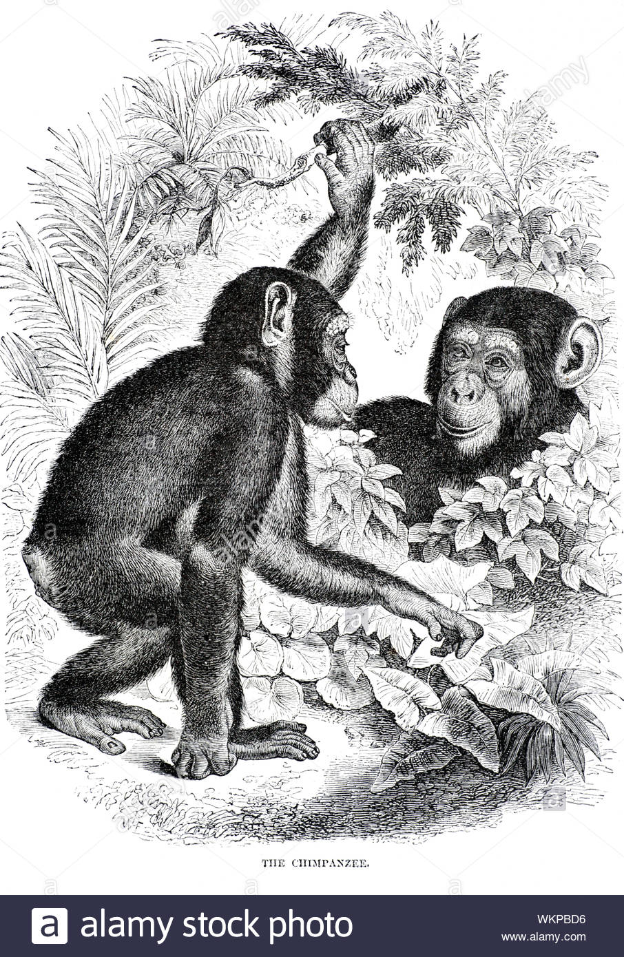 Uno scimpanzé, vintage illustrazione dal 1880 Foto Stock