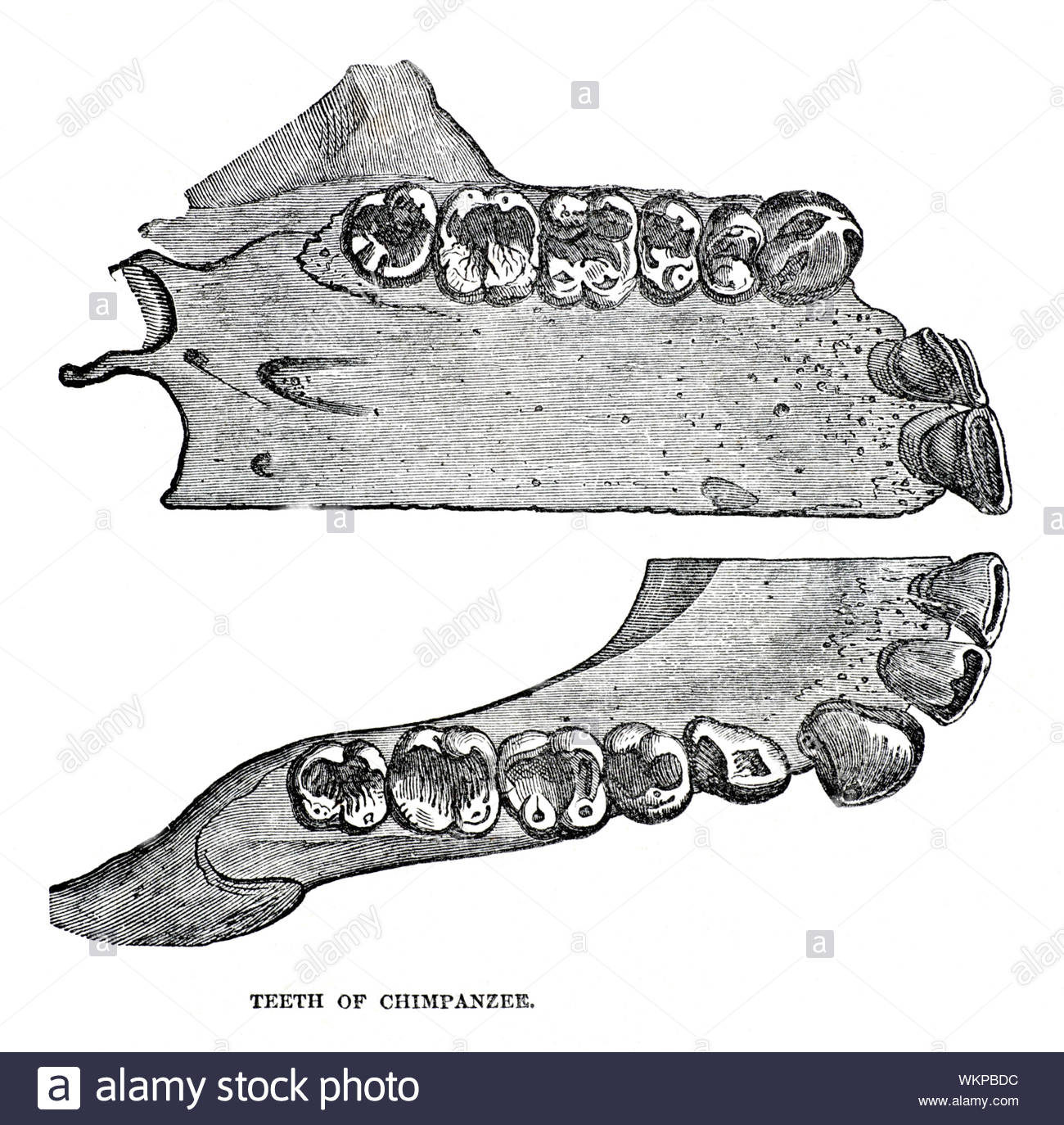 Denti di uno scimpanzé, vintage illustrazione da 1884 Foto Stock