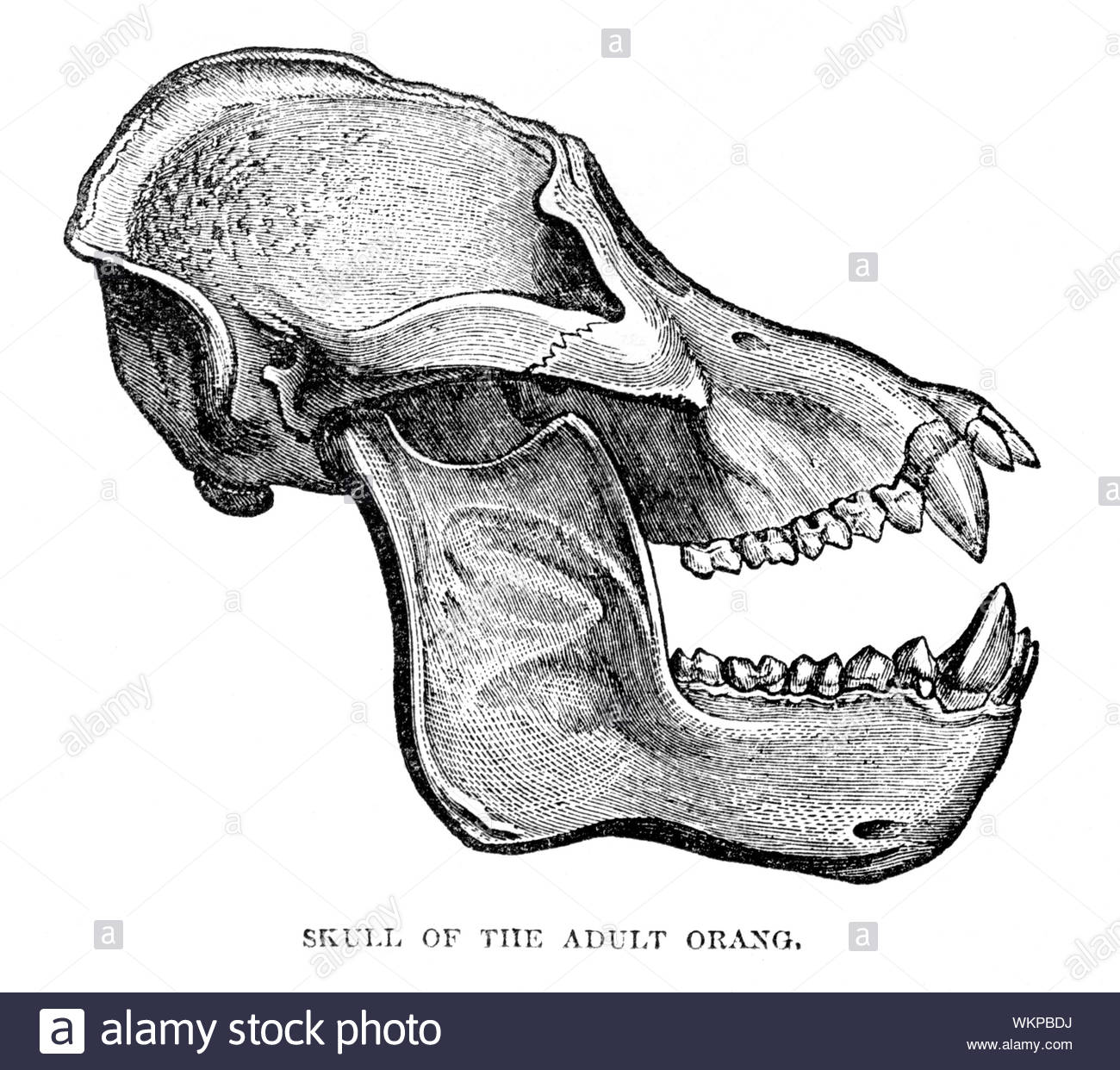 Cranio di adulto orangutan, illustrazione vintage 1884 Foto Stock