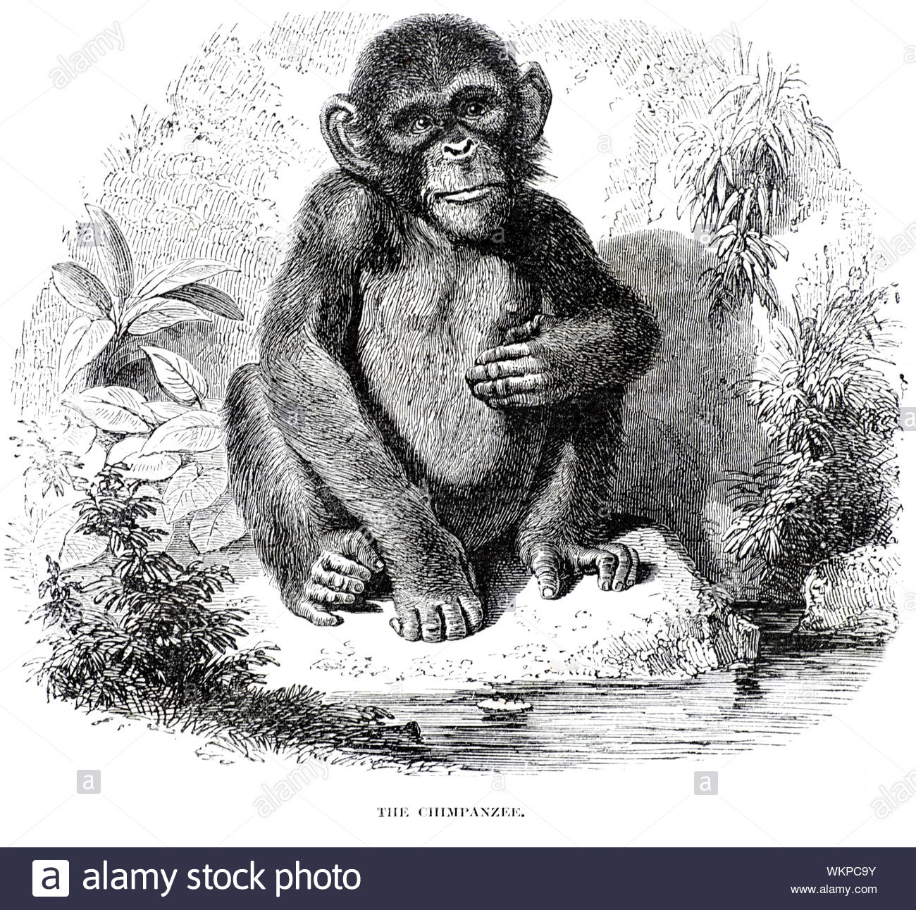 Uno scimpanzé, vintage illustrazione dal 1880 Foto Stock