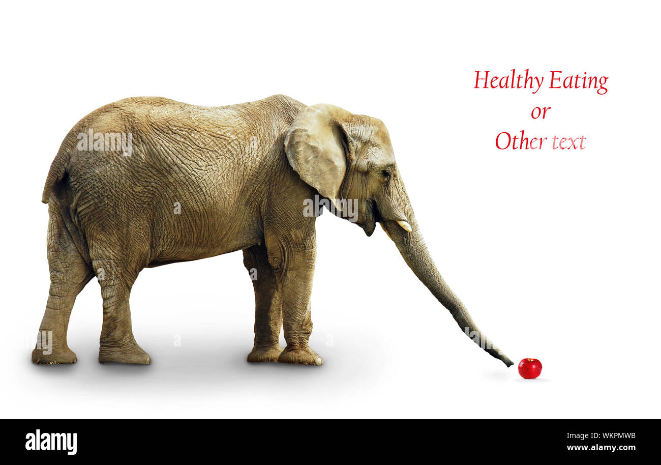 Elefante africano con raggiungimento di un Apple con il suo tronco: nutrizione, dieta salutare mangiare concept Foto Stock