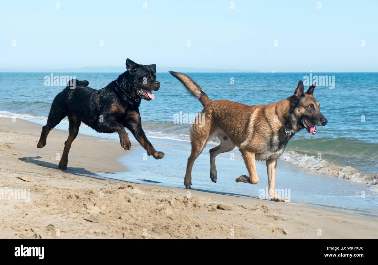 Pastore belga e rottweiler sulla spiaggia Foto Stock