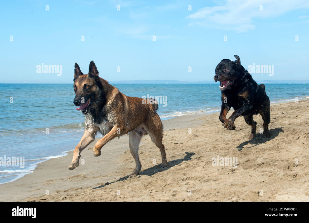 Riproduzione rottweiler e pastore belga sulla spiaggia Foto Stock