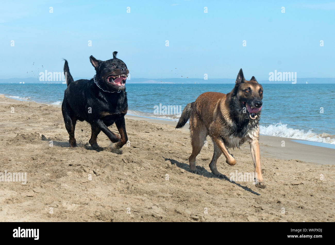 Riproduzione rottweiler e pastore belga sulla spiaggia Foto Stock