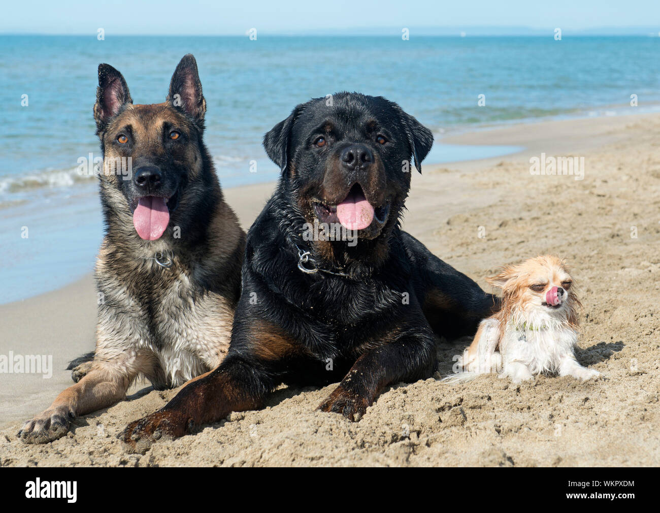 Malinois, rottweiler e chihuahua sulla spiaggia Foto Stock