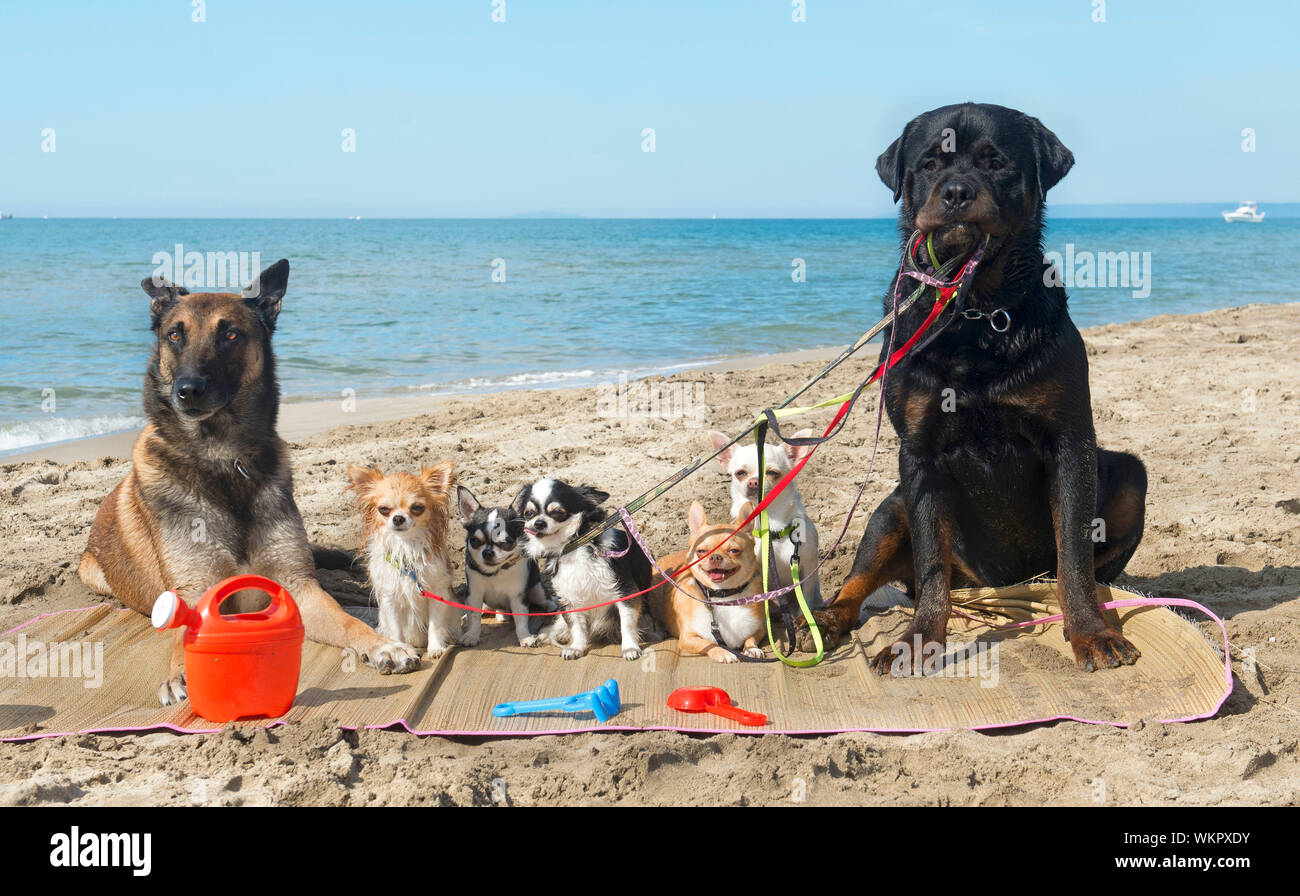 Gruppo di cani di razza sulla spiaggia Foto Stock