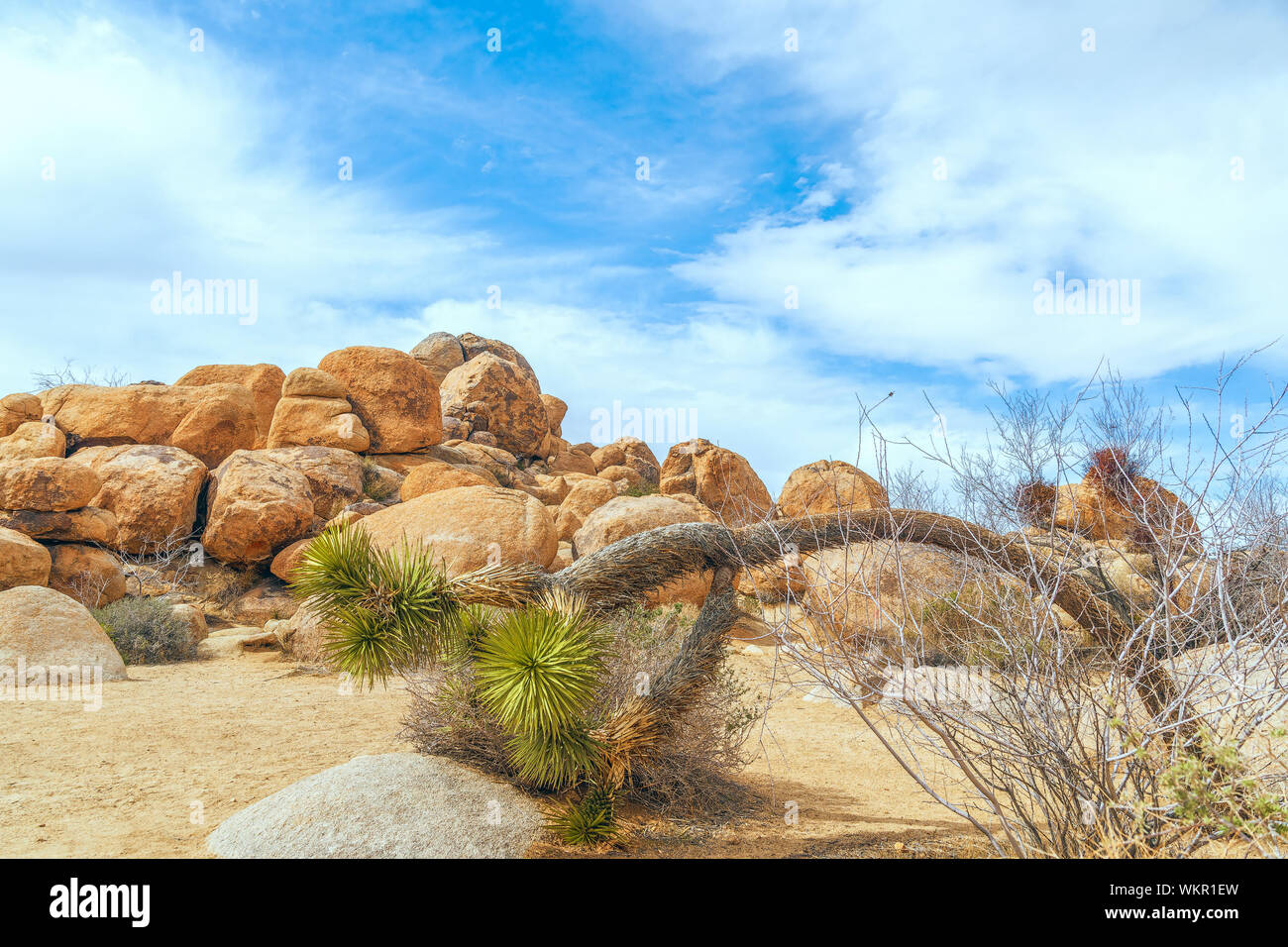 Vista di Joshua Tree (Yucca brevifolia) piegato a terra dalla molla di quaglia trail nel Parco nazionale di Joshua Tree. In California. Stati Uniti d'America Foto Stock