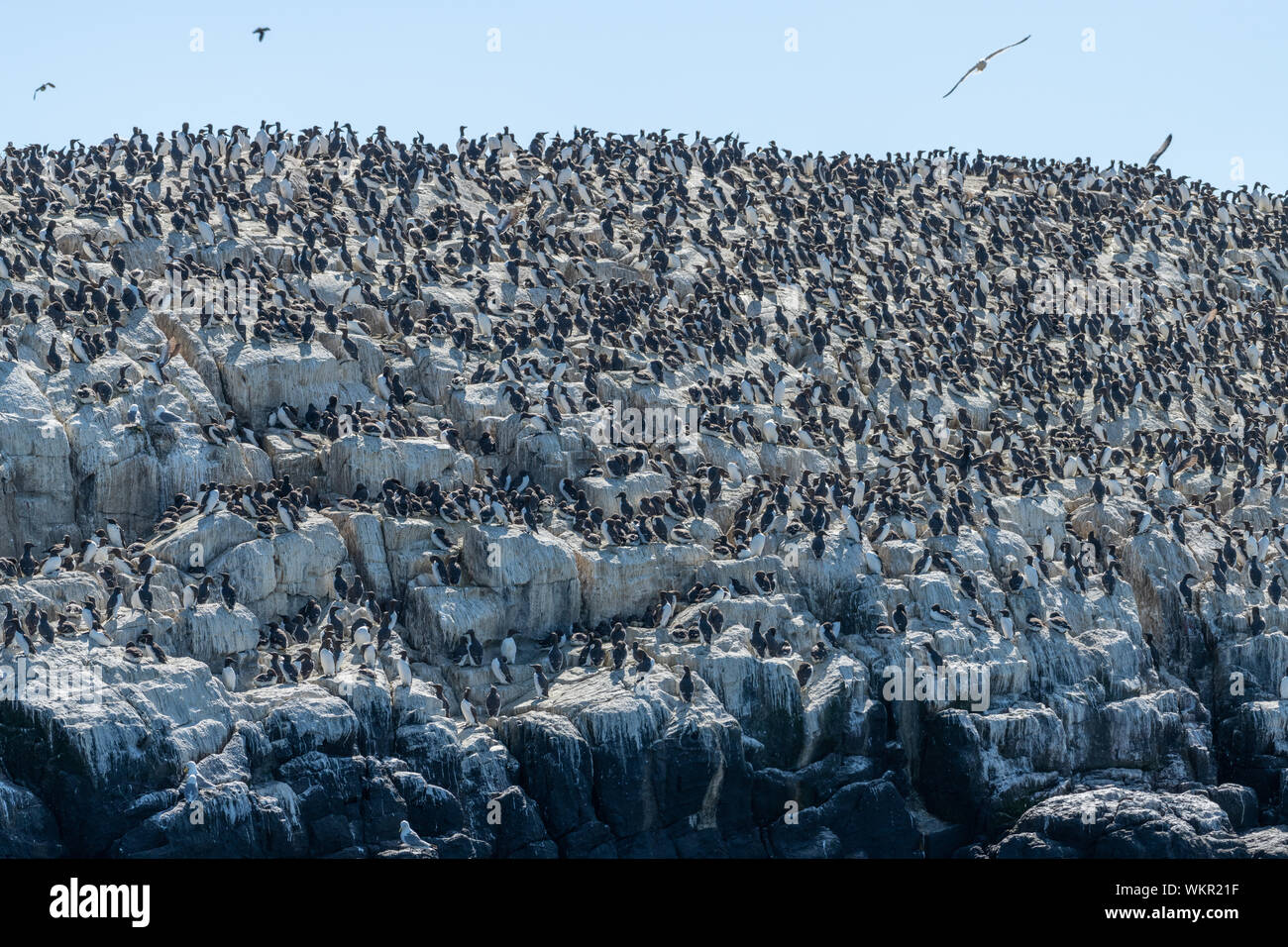 Colonie di uccelli marini a farne le isole Foto Stock