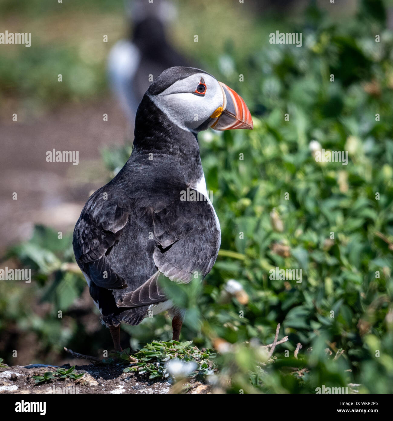 Puffin (Fratercula arctica), da Burrow Foto Stock