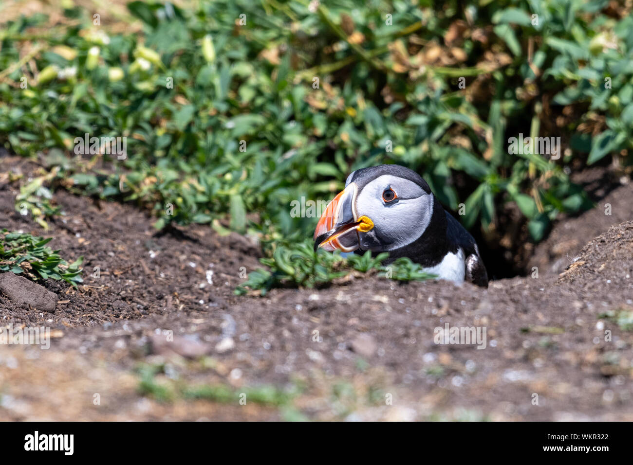Puffin (Fratercula arctica), emergente dal Nido Foto Stock